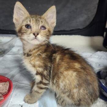 Namaari -  Domestic Short Hair Cat for Adoption in Middletown, Ohio - Namaari | PetCurious