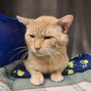 Wrangler -  Domestic Short Hair Cat for Adoption in Evensville, Tennessee - Wrangler | PetCurious