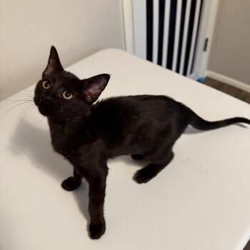 Summer -  Domestic Short Hair Cat for Adoption in Edmond, Oklahoma - Summer | PetCurious