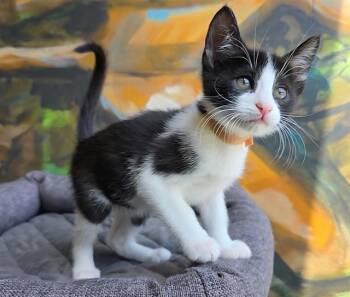 Domestic Short Hair Cats Available for Adoption in Santa Clara, California - JACOB | PetCurious