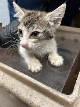 DOLLIE -  Domestic Short Hair Cat for Adoption in Stockton, California - DOLLIE | PetCurious