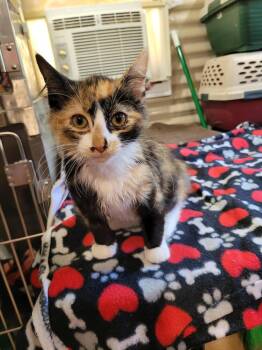 Cassie -  Domestic Short Hair Cat for Adoption in Linton, Indiana - Cassie | PetCurious