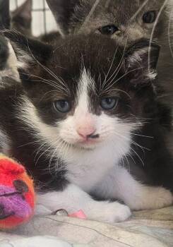 Kitten 4 feral mom -  Domestic Medium Hair Cat for Adoption in Green River, Wyoming - Kitten 4 Feral Mom | PetCurious