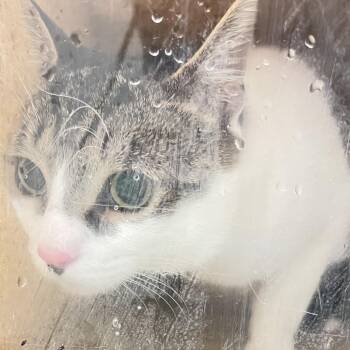 Fern -  Domestic Short Hair Cat for Adoption in Philadelphia, Pennsylvania - Fern | PetCurious