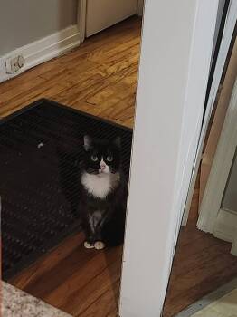 Grape Kool-Aid -  Tuxedo and Domestic Short Hair Cat for Adoption in Columbia, South Carolina - Grape Kool-Aid | PetCurious