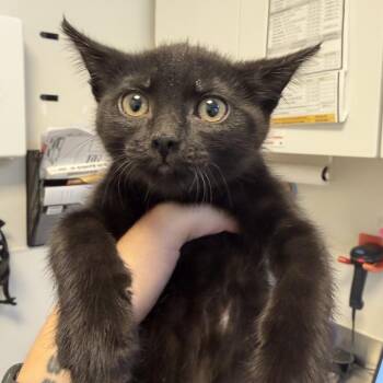 Carnelia -  Domestic Short Hair Cat for Adoption in Rifle, Colorado - Carnelia | PetCurious