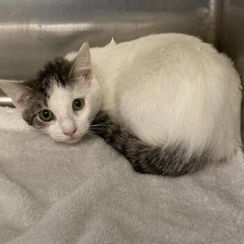 Leslie -  Domestic Short Hair Cat for Adoption in Hawthorne, California - Leslie | PetCurious