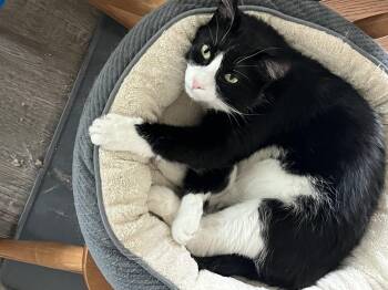 Morty -  Domestic Medium Hair Cat for Adoption in Steinbach, Manitoba - Morty | PetCurious