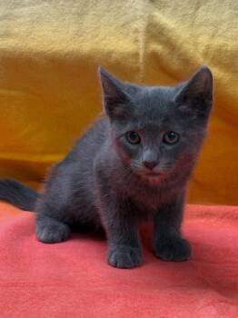 Merlin -  Domestic Medium Hair Cat for Adoption in Vacaville, California - Merlin | PetCurious