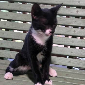 Winnie -  Domestic Short Hair Cat for Adoption in Concord, New Hampshire - Winnie | PetCurious
