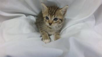 Domestic Short Hair Cats Available for Adoption in Doral, Florida - GENEVIVE | PetCurious
