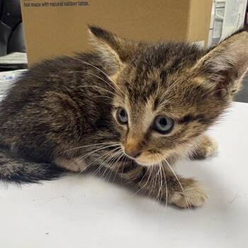 Possum -  Domestic Short Hair Cat for Adoption in Lufkin, Texas - Possum | PetCurious