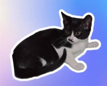 Domestic Short Hair Cats Available for Adoption in Sarasota, Florida - LYLA | PetCurious