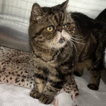 Baxter -  Persian Cat for Adoption in Richmond Hill, Georgia - Baxter | PetCurious
