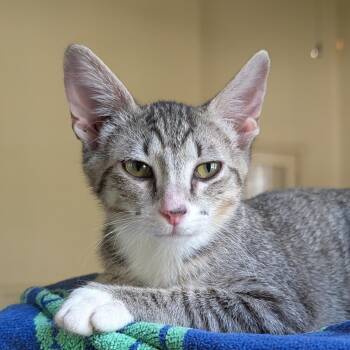Reina -  Domestic Short Hair Cat for Adoption in Cat Spring, Texas - Reina | PetCurious