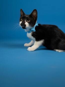 Bernie -  Domestic Short Hair Cat for Adoption in Syosset, New York - Bernie | PetCurious