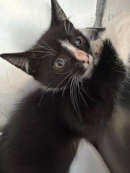 Patsy -  Domestic Short Hair Cat for Adoption in Pomona, New York - Patsy | PetCurious