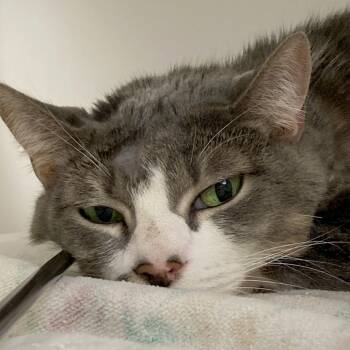 Rescue Domestic Short Hair Cats for Adoption in Philadelphia, Pennsylvania - Fiesty | PetCurious