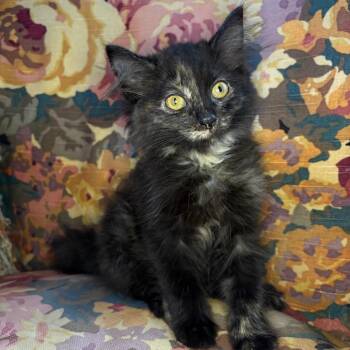 Roxie -  Domestic Long Hair Cat for Adoption in Lexington, Kentucky - Roxie | PetCurious
