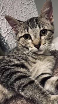 Gus -  Domestic Short Hair Cat for Adoption in Denver, Colorado - Gus | PetCurious