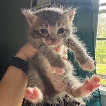 Kosher -  Domestic Short Hair Cat for Adoption in Columbiana, Alabama - Kosher | PetCurious