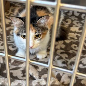 Liberty -  Domestic Medium Hair Cat for Adoption in Royse City, Texas - Liberty | PetCurious