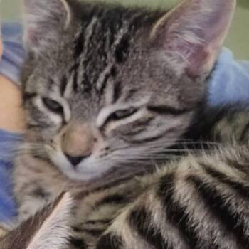 Chewy Storesund -  Domestic Short Hair Cat for Adoption in Eagle Mountain, Utah - Chewy Storesund | PetCurious