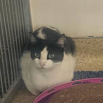 Domestic Short Hair Cats Available for Adoption in Goleta, California - Miko | PetCurious