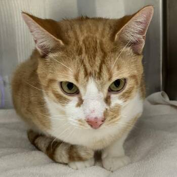 Domestic Short Hair Cats Available for Adoption - Tambourine | PetCurious