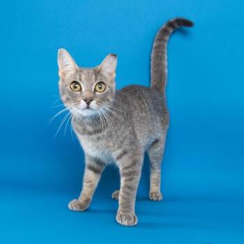 Iona -  American Shorthair Cat for Adoption in Franklin, Tennessee - Iona | PetCurious