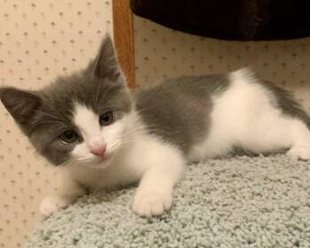 Artemis (bonded w/ Jasper) -  Domestic Short Hair Cat for Adoption in Oakland, California - Artemis (bonded W/ Jasper) | PetCurious
