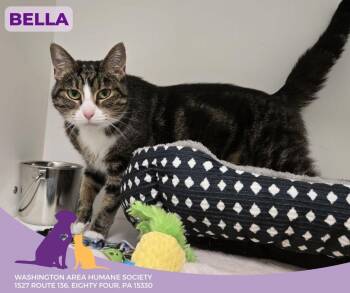 Rescue Domestic Short Hair Cats for Adoption in Eighty Four, Pennsylvania - Bella | PetCurious