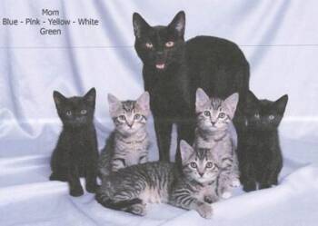 Trevy -  Domestic Short Hair Cat for Adoption in Bellevue, Washington - Trevy | PetCurious