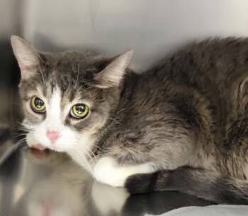 Rescue Domestic Short Hair Cats for Adoption in Sheboygan, Wisconsin - Mindy | PetCurious