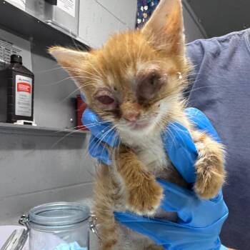 Calypso -  Domestic Short Hair Cat for Adoption in Summerville, South Carolina - Calypso | PetCurious