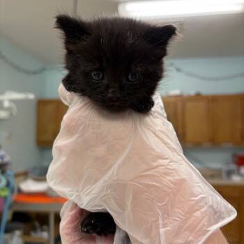 Spore -  Domestic Medium Hair Cat for Adoption in Charleston, West Virginia - Spore | PetCurious