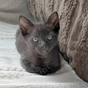 Yang 25 -  Domestic Short Hair Cat for Adoption in Austin, Texas - Yang 25 | PetCurious