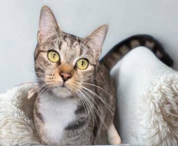 Rescue Domestic Short Hair Cats for Adoption in Rossville, Maryland - Peas | PetCurious