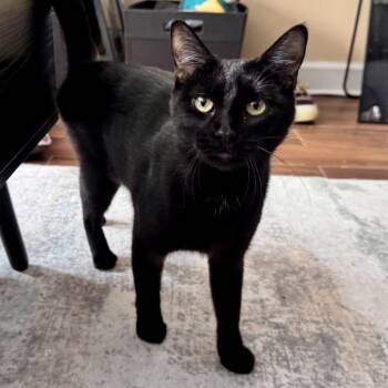 Domestic Short Hair Cats Available for Adoption in Evanston, Illinois - Ice Cream | PetCurious