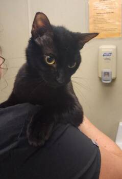 Star -  Domestic Short Hair Cat for Adoption in Baraboo, Wisconsin - Star | PetCurious