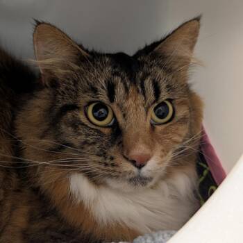 Phoebe -  Domestic Long Hair Cat for Adoption in Seattle, Washington - Phoebe | PetCurious
