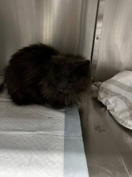 Domestic Long Hair and Domestic Short Hair Cats Available for Adoption - Kiko | PetCurious