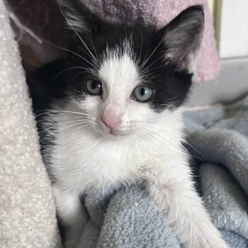 Eeyore - Winnie the Pooh Foursome -  Domestic Short Hair Cat for Adoption in Yardley, Pennsylvania - Eeyore - Winnie The Pooh Foursome | PetCurious