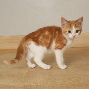 Husky C69544 -  Domestic Short Hair Cat for Adoption in Minnetonka, Minnesota - Husky C69544 | PetCurious