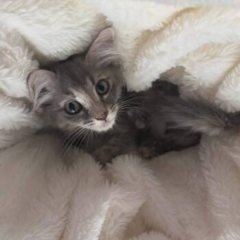 Graychen -  Domestic Long Hair Cat for Adoption in Madison, Wisconsin - Graychen | PetCurious