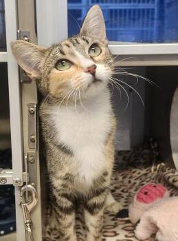 Arabella -  Domestic Short Hair Cat for Adoption in Mason City, Iowa - Arabella | PetCurious