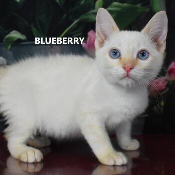 Blueberry -  Domestic Short Hair Cat for Adoption in Yuma, Arizona - Blueberry | PetCurious