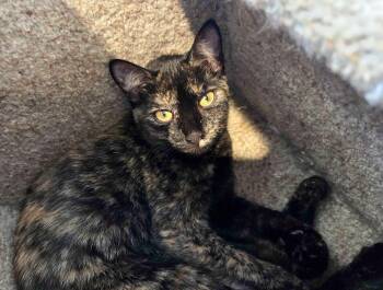 Rescue Domestic Short Hair Cats for Adoption in Lafayette Township, New Jersey - Holly | PetCurious