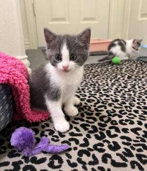 Pinky -  Domestic Short Hair Cat for Adoption in Fort Worth, Texas - Pinky | PetCurious