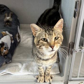 Koah -  Domestic Short Hair Cat for Adoption in Milford, Iowa - Koah | PetCurious